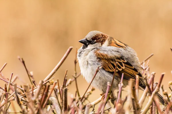 Male Female House Sparrow Passer Domesticus Bird Sparrow Family Passeridae — Stock Photo, Image