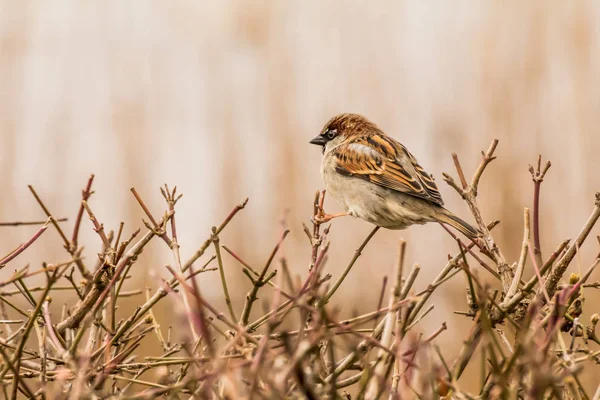 Moineau Domestique Mâle Femelle Passer Domesticus Est Oiseau Famille Des — Photo