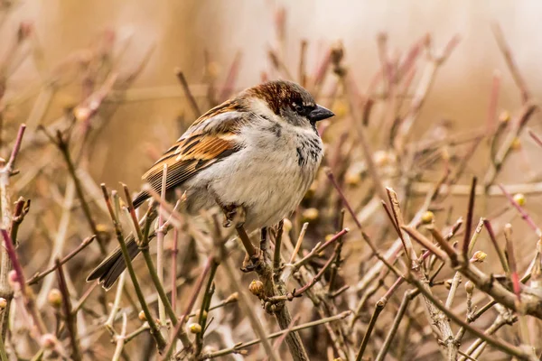 Erkek Dişi Serçe Passer Domesticus Atmacagiller Passeridae Familyasından Bir Kuş — Stok fotoğraf