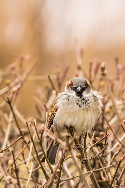 雄または雌の家のスズメまたはパッサーの家畜はスズメ科の鳥で 世界のほとんどの地域で見られます — ストック写真