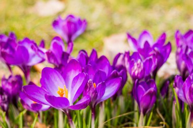 Çiğdem, çoğul çiğdemler veya croci çiçekli bitkiler Iris ailesindeki cinsidir. Bir tek crocus, çiğdemler, çayır, yakın çekim bir demet