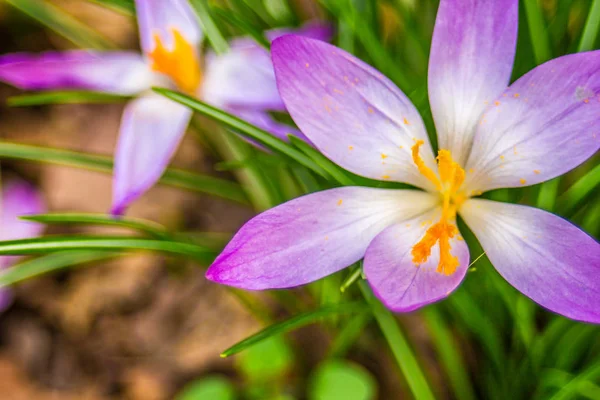 Krokus Liczba Mnoga Krokusy Lub Croci Rodzaj Roślin Rodziny Iris — Zdjęcie stockowe
