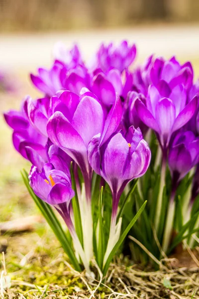 Çiğdem, çoğul çiğdemler veya croci çiçekli bitkiler Iris ailesindeki cinsidir. Bir tek crocus, çiğdemler, çayır, yakın çekim bir demet
