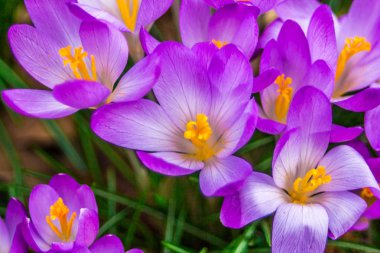 Çiğdem, çoğul çiğdemler veya croci çiçekli bitkiler Iris ailesindeki cinsidir. Bir tek crocus, çiğdemler, çayır, yakın çekim bir demet