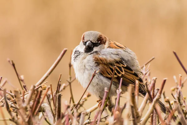 Male Female House Sparrow Passer Domesticus Bird Sparrow Family Passeridae — Stock Photo, Image