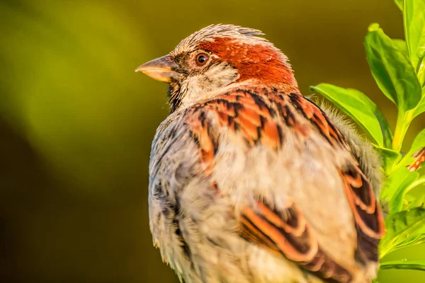 Erkek Dişi Serçe Passer Domesticus Atmacagiller Passeridae Familyasından Bir Kuş — Stok fotoğraf