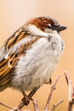 Erkek ya da dişi serçe (