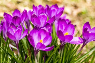 Çiğdem, çoğul çiğdemler veya croci çiçekli bitkiler Iris ailesindeki cinsidir. Bir tek crocus, çiğdemler, çayır, yakın çekim bir demet