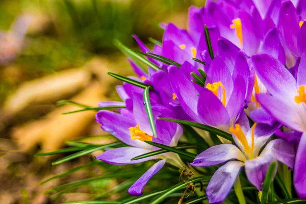 Crocus Género Plantas Con Flores Perteneciente Familia Iris Solo Azafrán — Foto de Stock