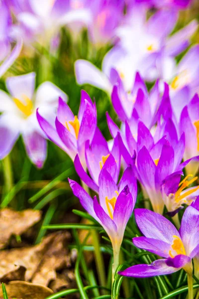 番红花 复数番红花或 Croci 是虹膜家族开花植物的一个属 一个单一的番红花 一堆番红花 一个草地 — 图库照片