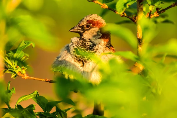 Erkek Dişi Serçe Passer Domesticus Atmacagiller Passeridae Familyasından Bir Kuş — Stok fotoğraf