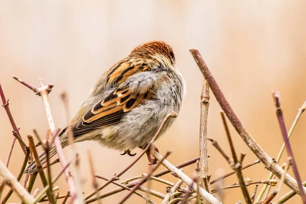 Male Female House Sparrow Passer Domesticus Bird Sparrow Family Passeridae — Stock Photo, Image