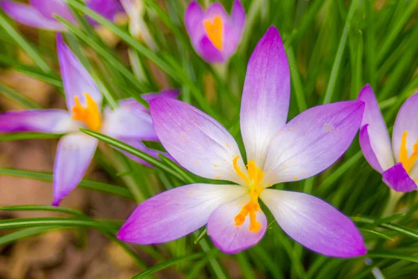Crocus Plural Crocuses Croci Genus Flowering Plants Iris Family Single — Stock Photo, Image