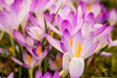 Çiğdem, çoğul çiğdemler veya croci çiçekli bitkiler Iris ailesindeki cinsidir. Bir tek crocus, çiğdemler, çayır, yakın çekim bir demet