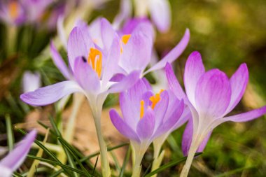 Çiğdem, çoğul çiğdemler veya croci çiçekli bitkiler Iris ailesindeki cinsidir. Bir tek crocus, çiğdemler, çayır, yakın çekim bir demet
