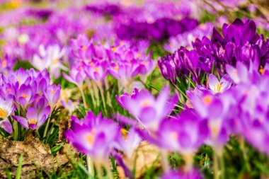 Çiğdem, çoğul çiğdemler veya croci çiçekli bitkiler Iris ailesindeki cinsidir. Bir tek crocus, çiğdemler, çayır, yakın çekim bir demet