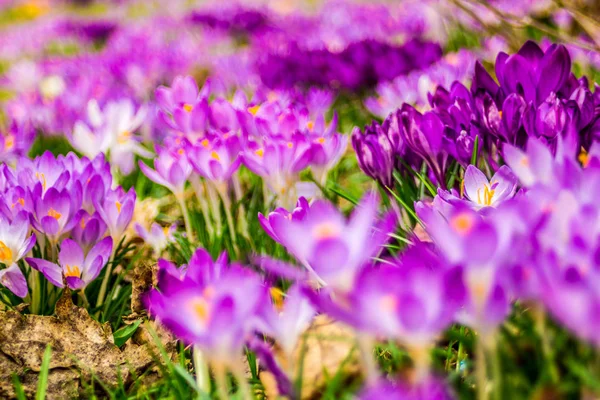 Crocus Género Plantas Con Flores Perteneciente Familia Iris Solo Azafrán —  Fotos de Stock