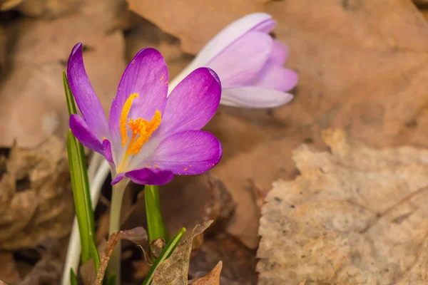 Krokus Liczba Mnoga Krokusy Lub Croci Rodzaj Roślin Rodziny Iris — Zdjęcie stockowe