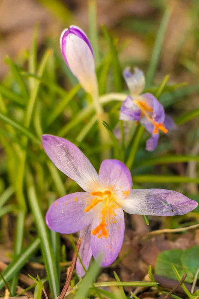 Krokus Liczba Mnoga Krokusy Lub Croci Rodzaj Roślin Rodziny Iris — Zdjęcie stockowe