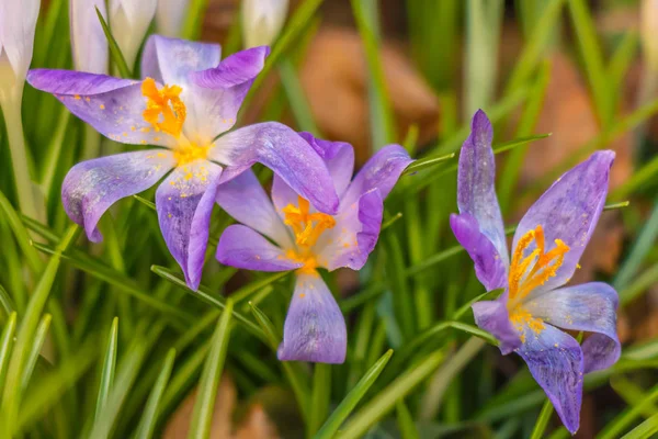 Çiğdem, çoğul çiğdemler veya croci çiçekli bitkiler Iris ailesindeki cinsidir. Bir tek crocus, çiğdemler, çayır, yakın çekim bir demet