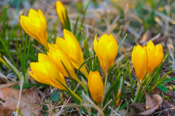 Krokus Liczba Mnoga Krokusy Lub Croci Rodzaj Roślin Rodziny Iris — Zdjęcie stockowe