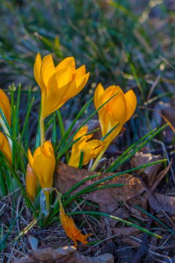 Çiğdem, çoğul çiğdemler veya croci çiçekli bitkiler Iris ailesindeki cinsidir. Bir tek crocus, çiğdemler, çayır, yakın çekim bir demet