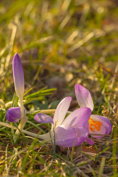 Krokus Liczba Mnoga Krokusy Lub Croci Rodzaj Roślin Rodziny Iris — Zdjęcie stockowe