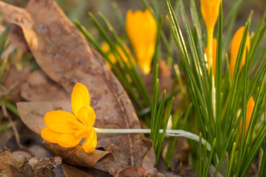 Çiğdem, çoğul çiğdemler veya croci çiçekli bitkiler Iris ailesindeki cinsidir. Bir tek crocus, çiğdemler, çayır, yakın çekim bir demet