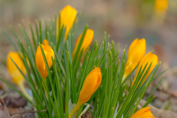 Krokus Liczba Mnoga Krokusy Lub Croci Rodzaj Roślin Rodziny Iris — Zdjęcie stockowe