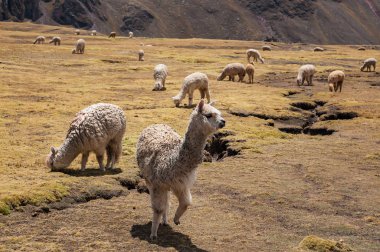 Lama alpaka Andes Dağları, Peru, Güney Amerika.