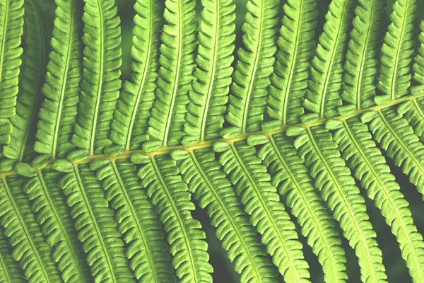 Fern Leaf Background Texture Retro Toned — Stock Photo, Image
