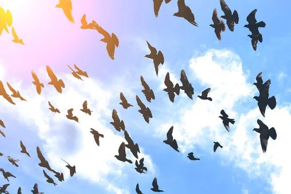 Grande Rebanho Aves Contra Céu Azul Tonificado — Fotografia de Stock
