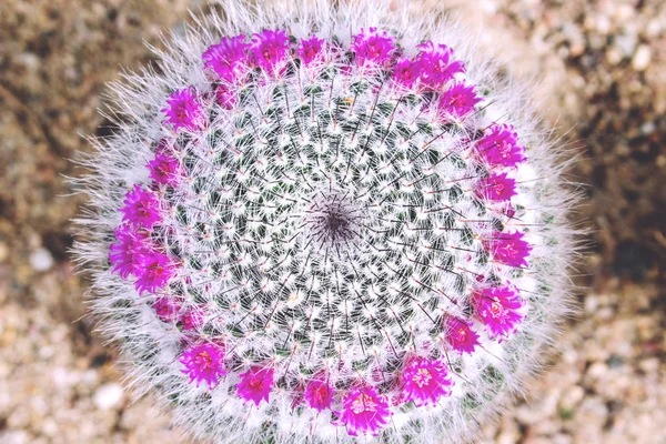 Fleurs Cactus Avec Fond Rose Tonique Rétro — Photo