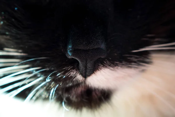 Černý Nos Detailní Makro Černá Bílá Kočka — Stock fotografie