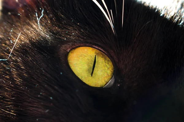 Green Eye Black Cat Macro Closeup — Stock Photo, Image