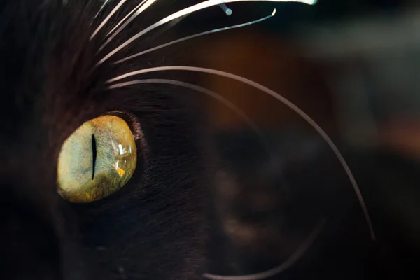 Green Eye Black Cat Macro Closeup — Stock Photo, Image