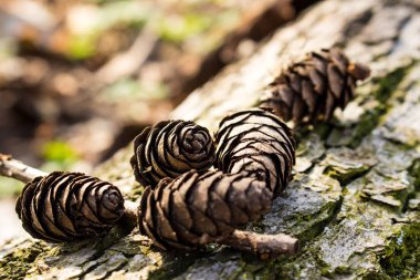 Diken üstünde bir güdük