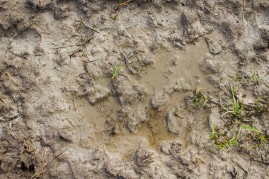 ıslak çamur arkaplan dokusu