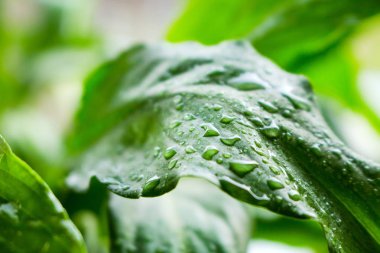 Yaprakların üzerindeki su damlaları 