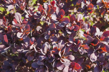 Küçük parlak kırmızı yaprakları arka plan