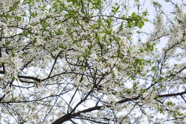 Bahar çiçekli ağaç arka plan