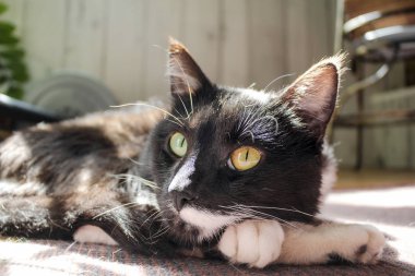 Kara kedi sıcak güneşin altında bir halı üzerinde