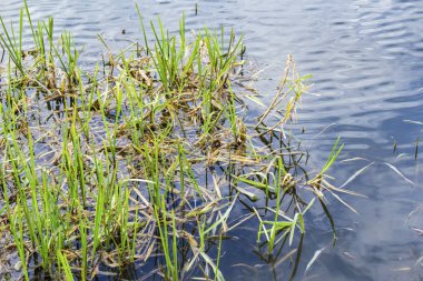 Göl su çimler uzuyor