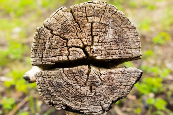 A cut of an old stump background texture