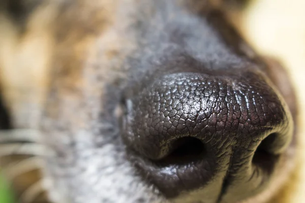 Wet dog\'s nose macro