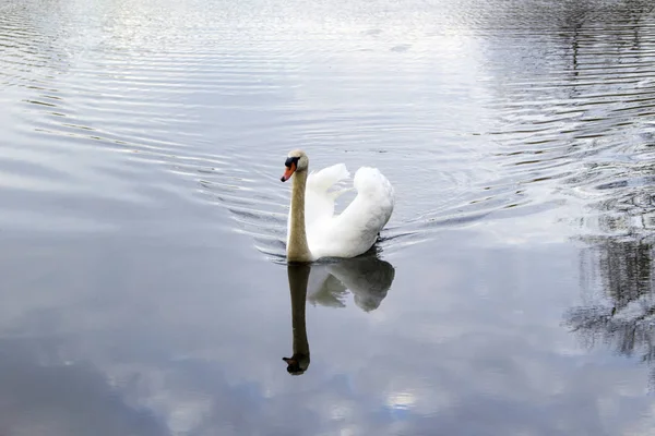 Cisne Branco Nada Longo Lago — Fotografia de Stock