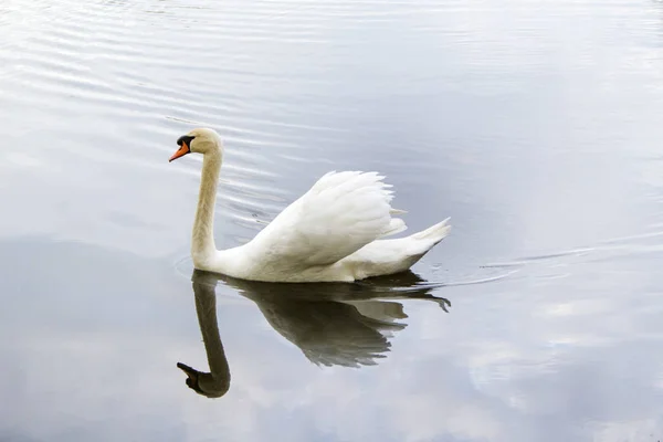 Cisne Branco Nada Longo Lago — Fotografia de Stock