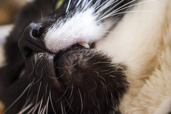 Muzzle Black White Cat — Stock Photo, Image