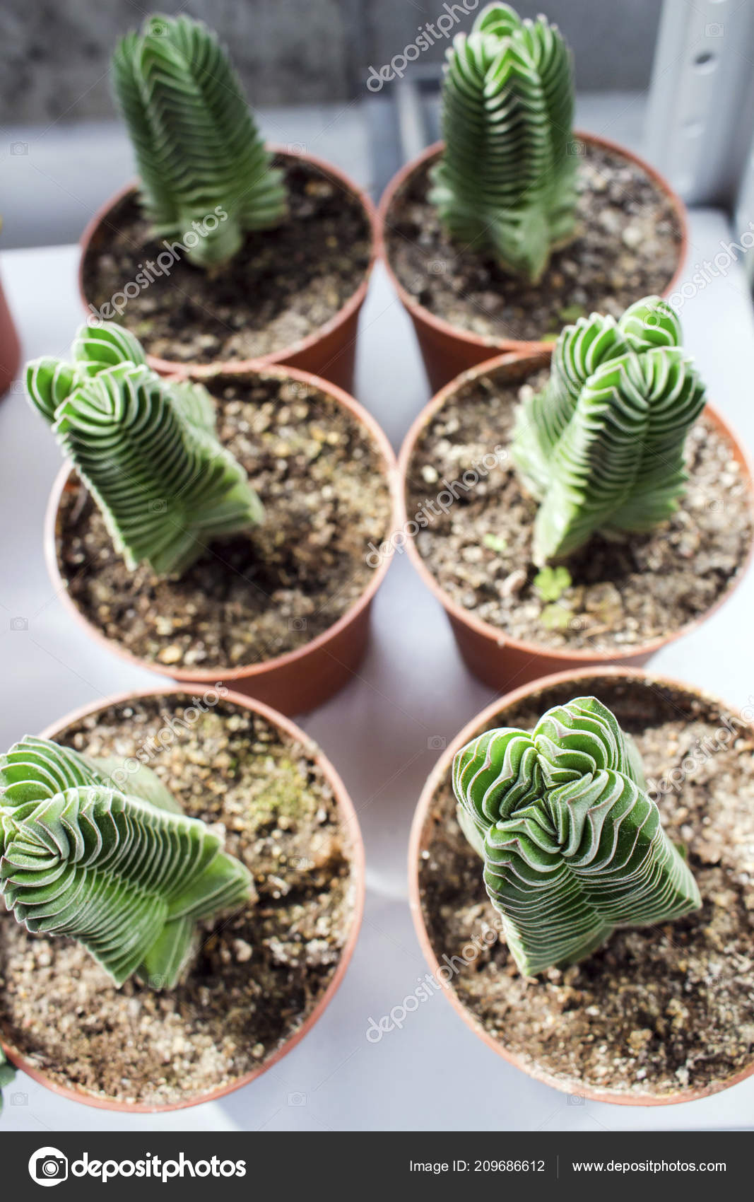 Little Cacti Crassula Pyramidalis Pot Stock Photo Image By C Granevsergey Little Cacti Crassula Pyramidalis Pot Stock Photo Image By C Granevsergey