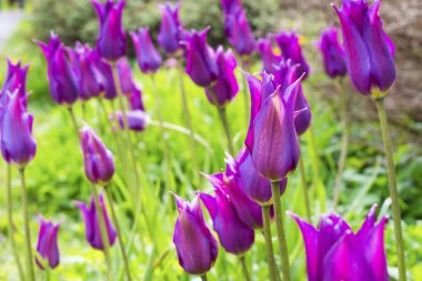 Bahçede mor laleler